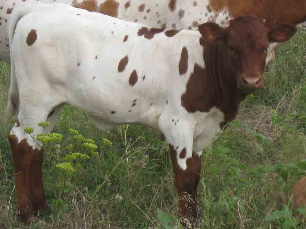 CO Lucy Moo (2010)