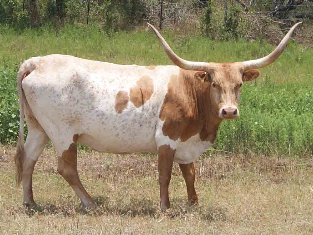 CO Maestro's Edna (2008)