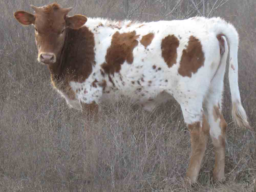 CO Peyton (2007)