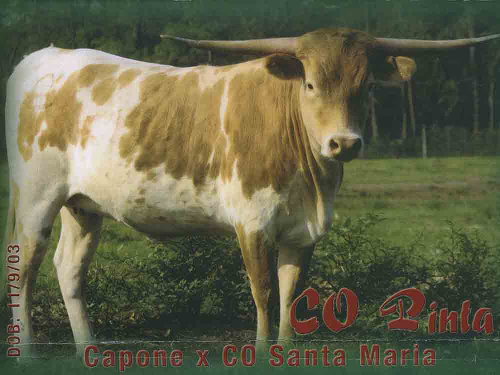 CO Pinta (2003)