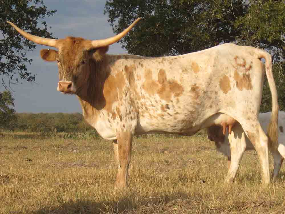 CO Priscilla (2005)