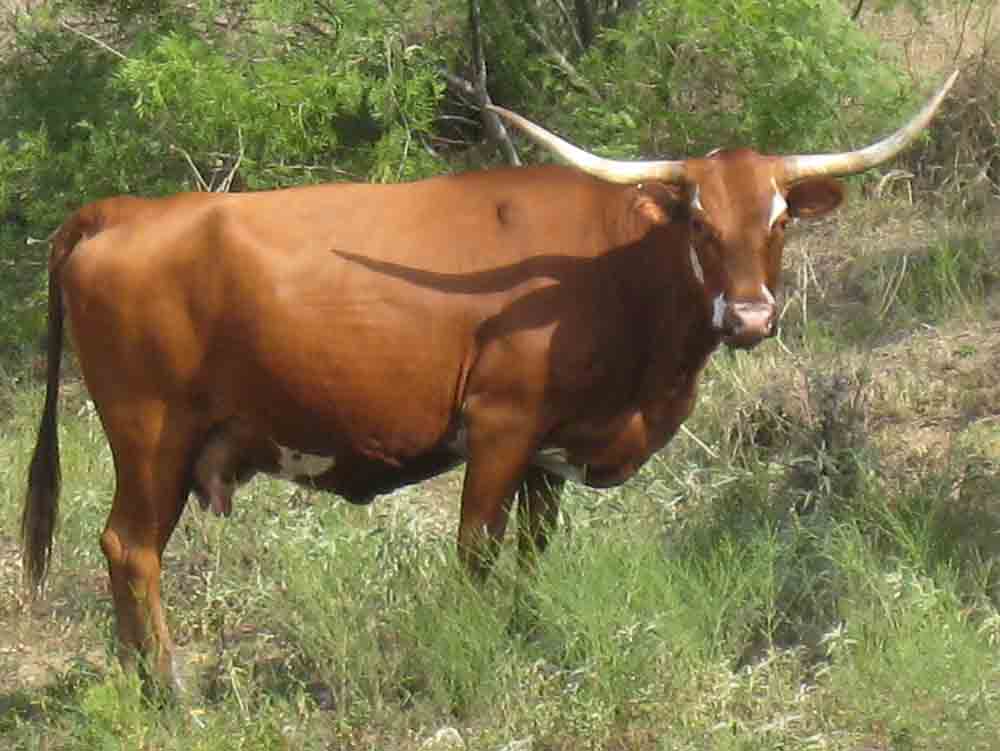 CO Red Star (12/2002)