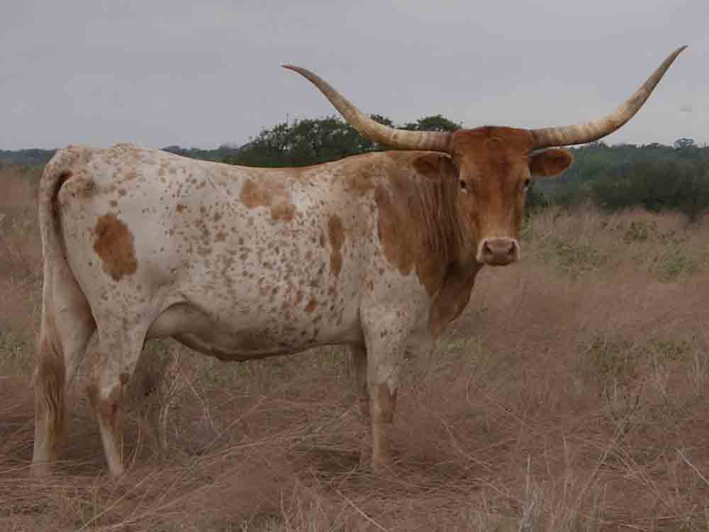 CO Rita (2005)