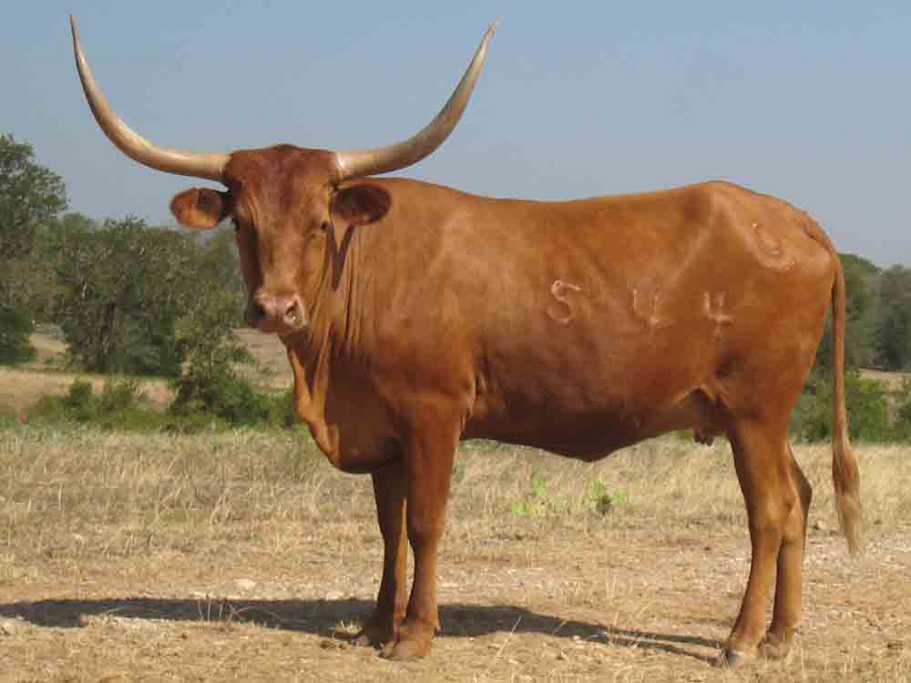 CO Rosie (2004)