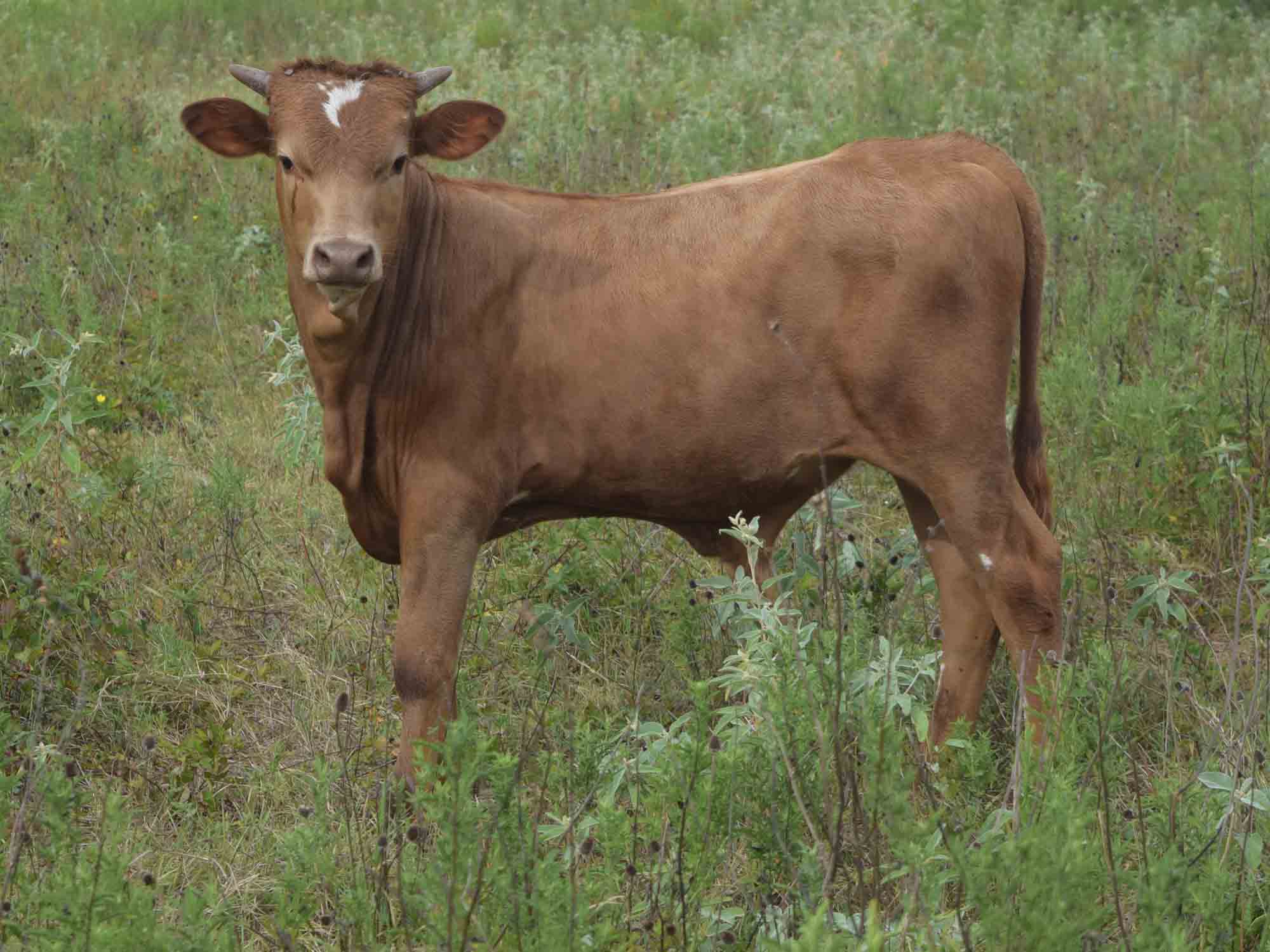 Ruby Rd Cow Rocking O Ranch - CO Ruby Red