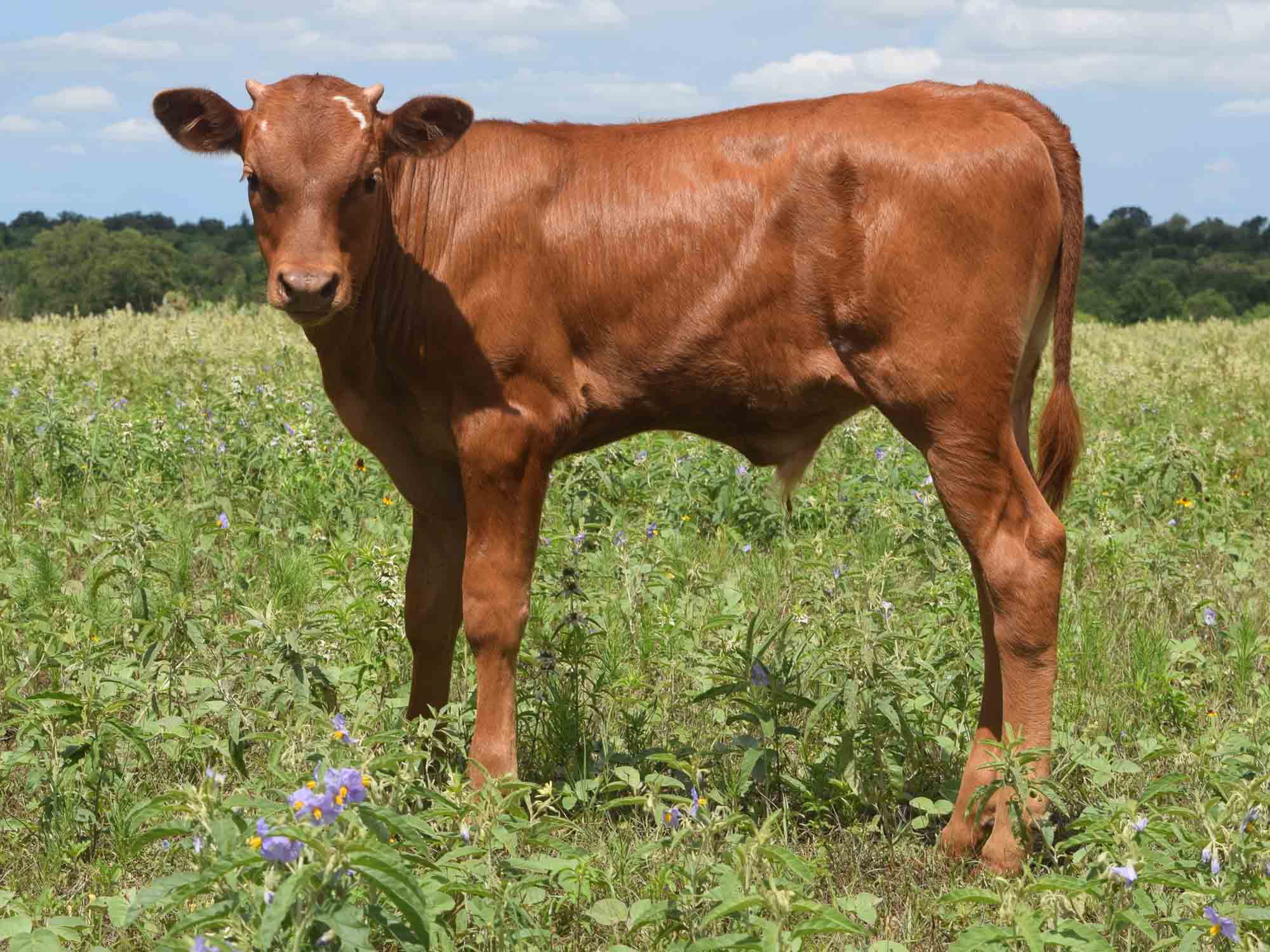 Ruby Red Co Rocking O Ranch - CO Ruby Red