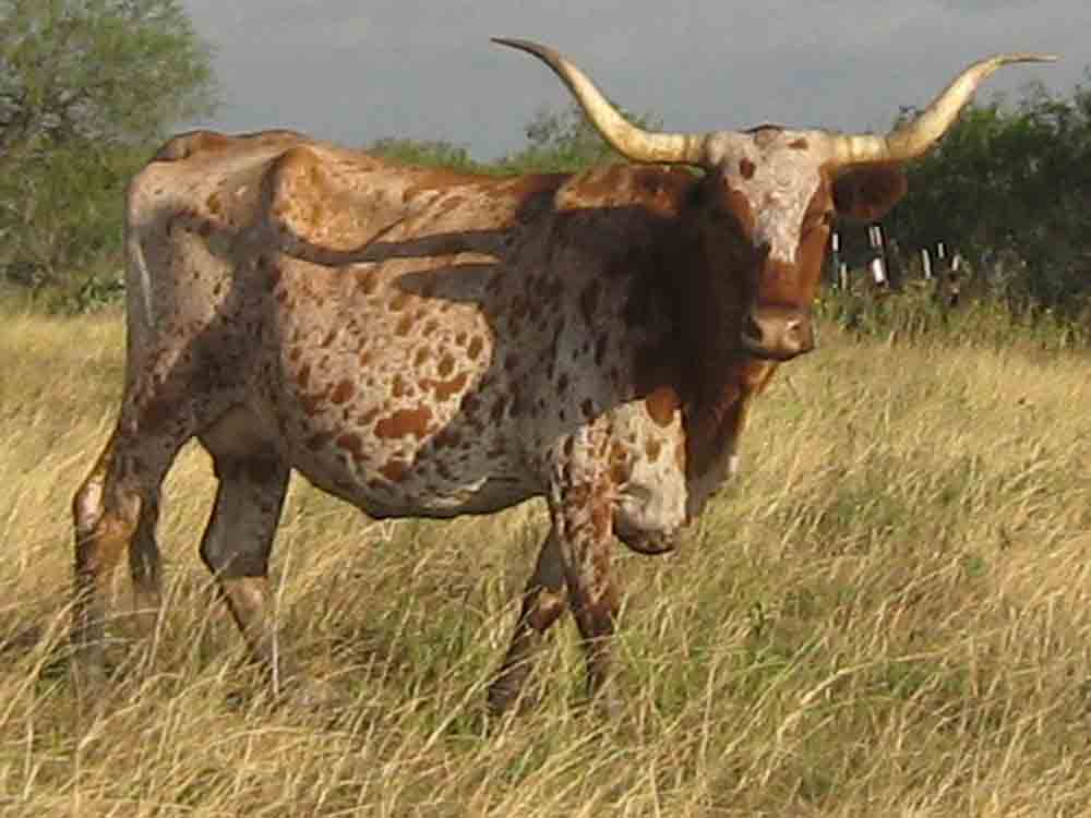 CO Sabrina (2004)