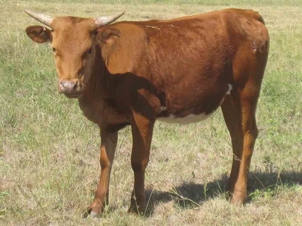 CO Spearmint (2010)