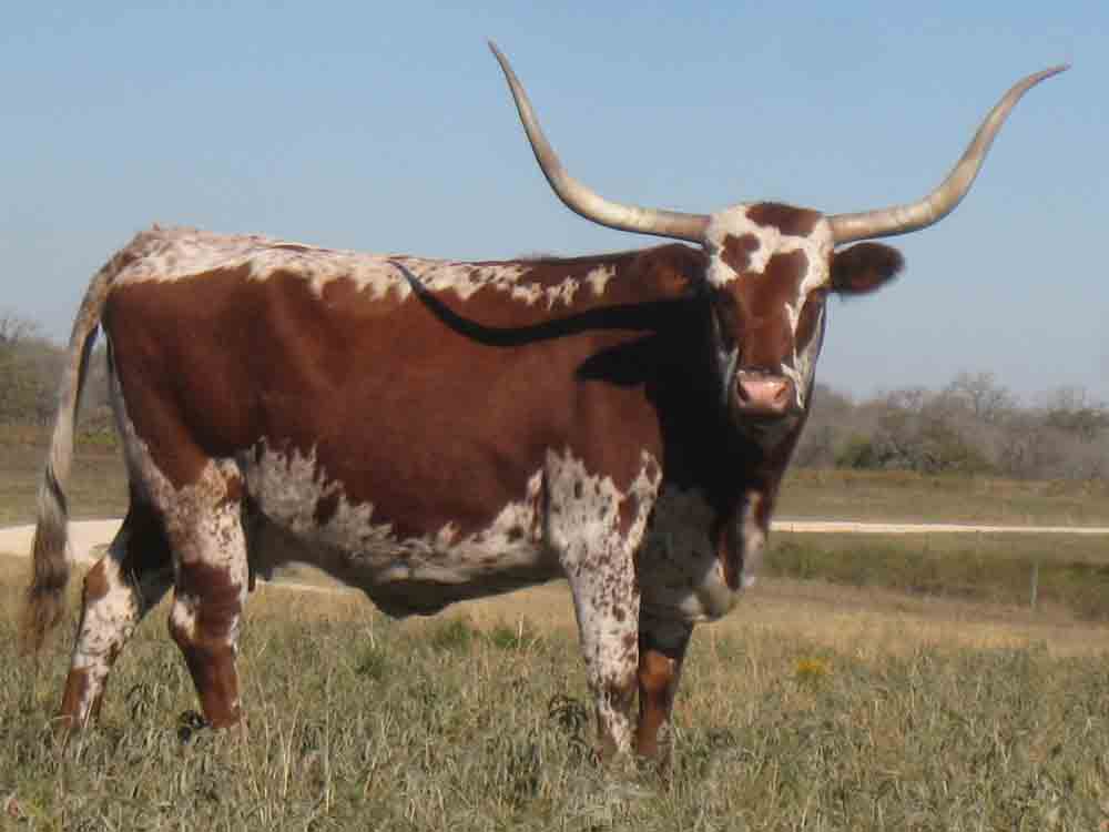 CO Super Squaw (2001)