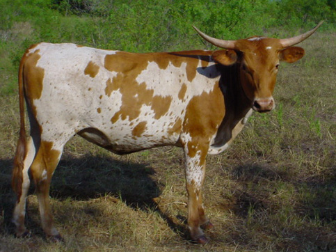 CO Sylvia (2004)