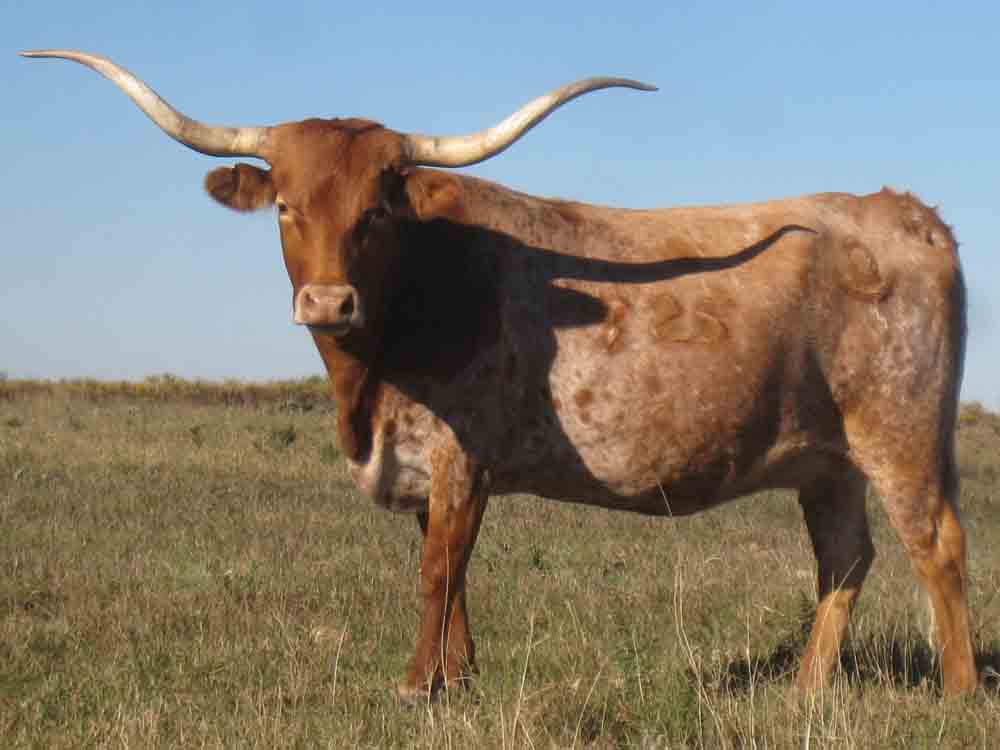CO Tangelo