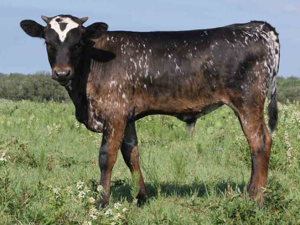 Rocking O Ranch - JR Flash