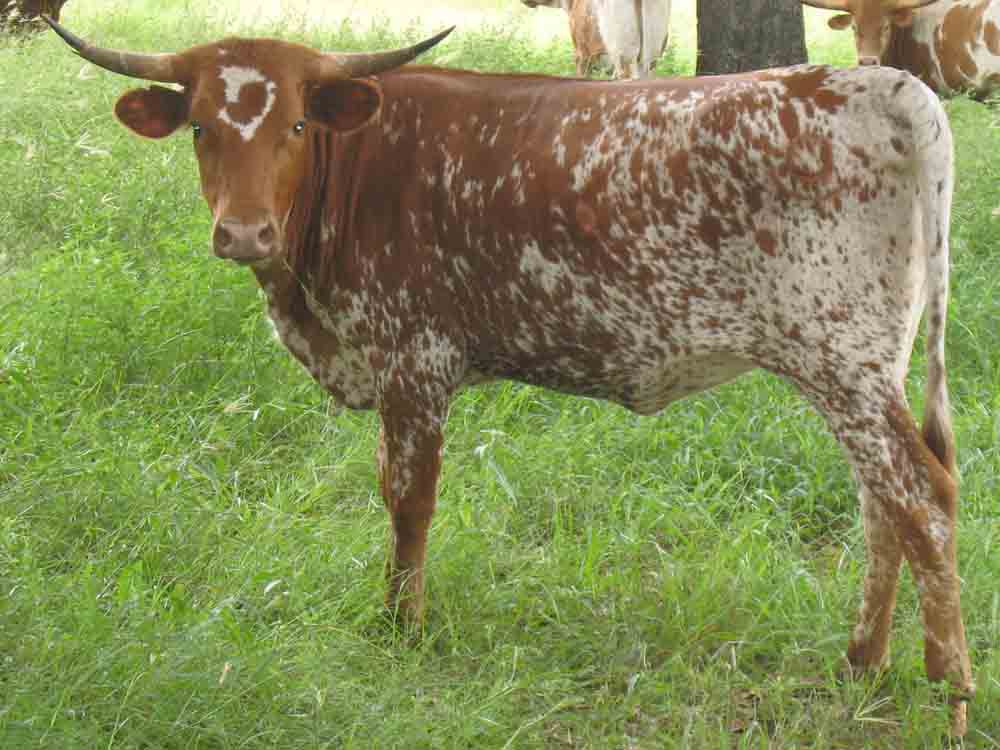 CO Witchita Gal (2006)