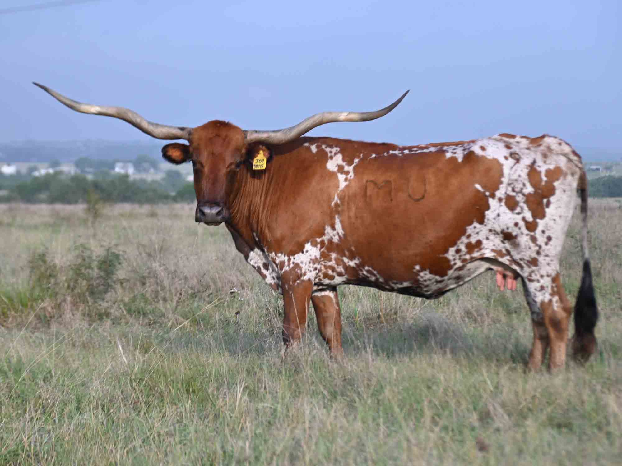 Texas Longhorn cows for sale - Joy Drive (2008)