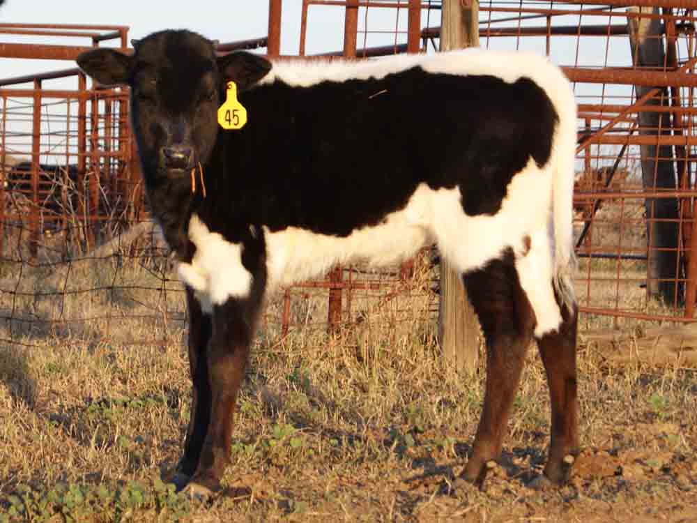 MM Dixie Oreo (2012)