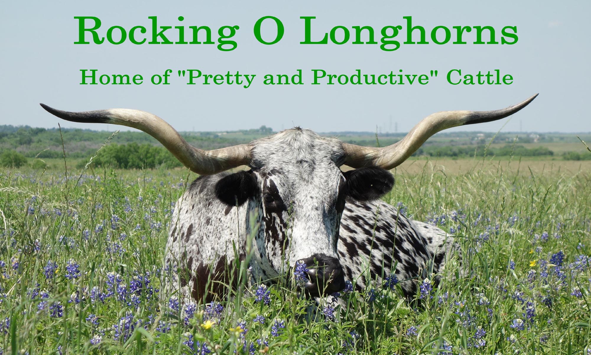 The Year of The Longhorn