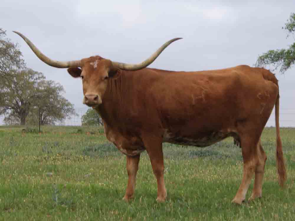 RHL Cassilda (2007)
