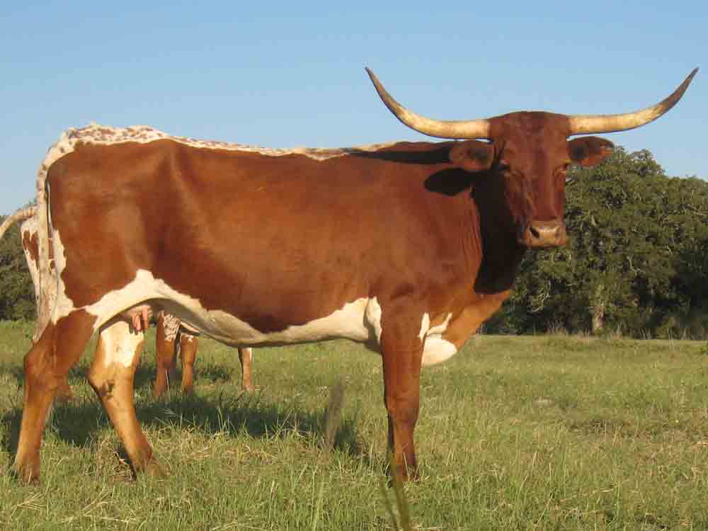 RHL Echo's Emerald (2006)