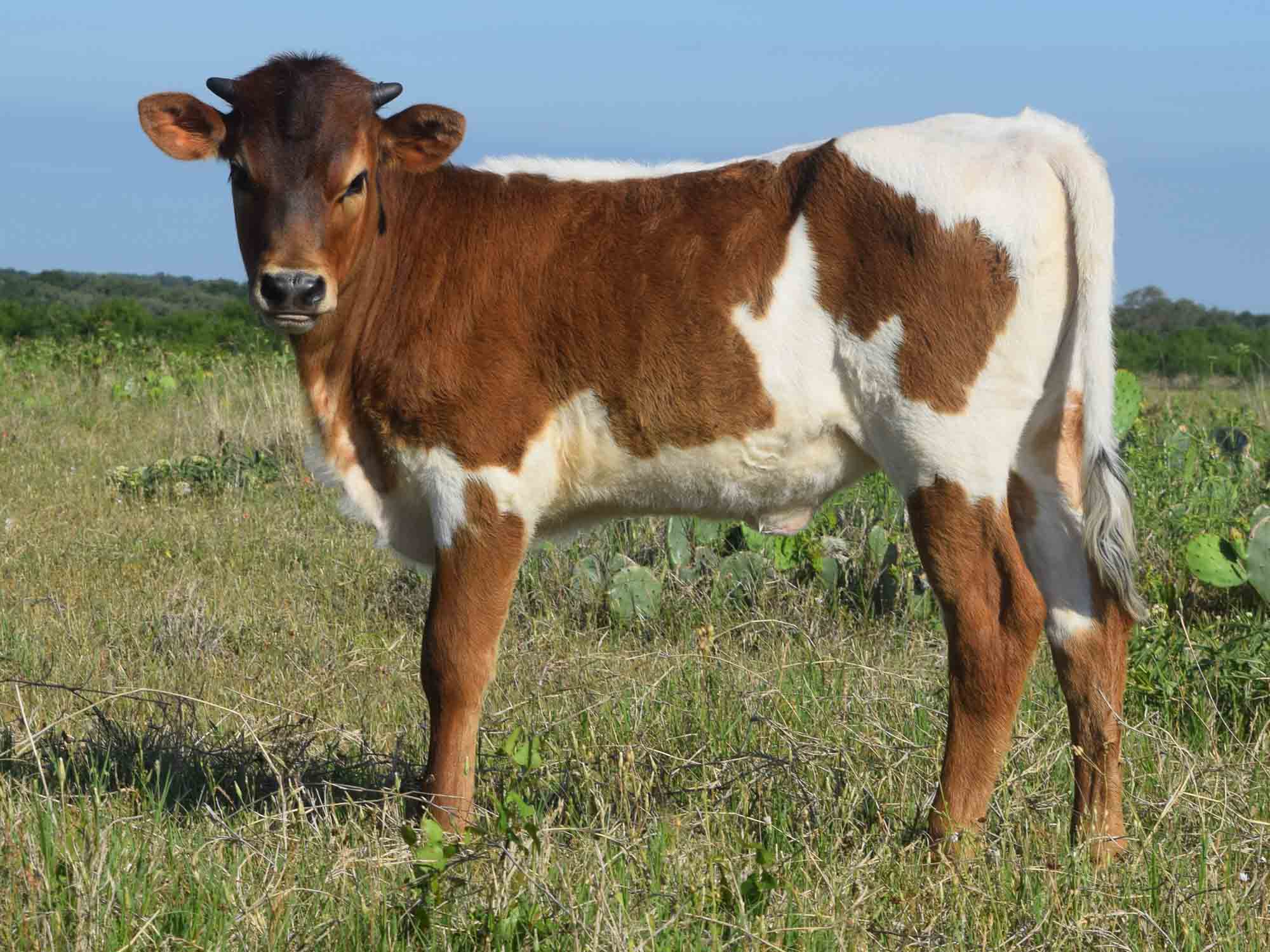 Rocking O Ranch - RO Double Star