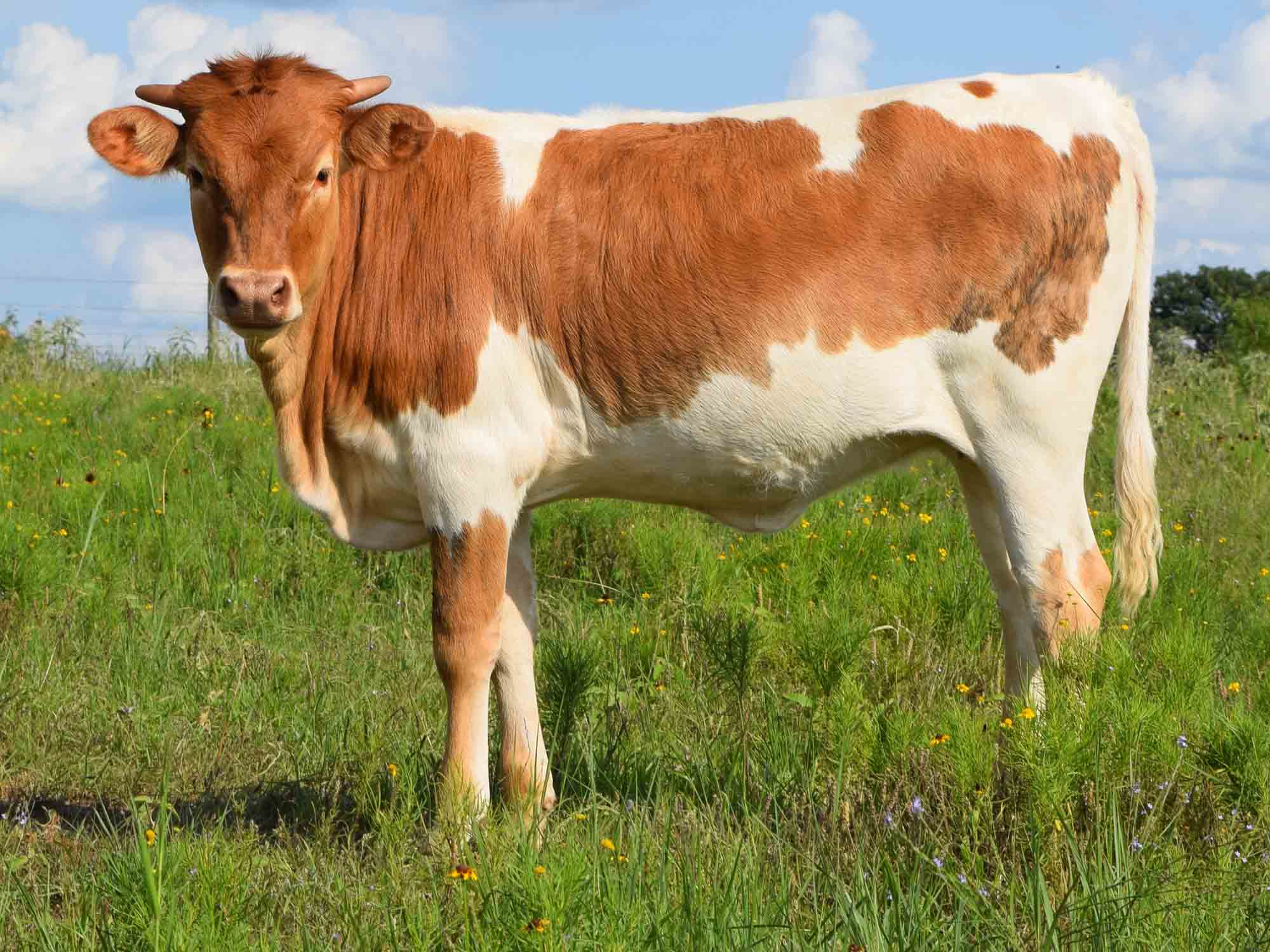 RO Sweet Petunia (2014)