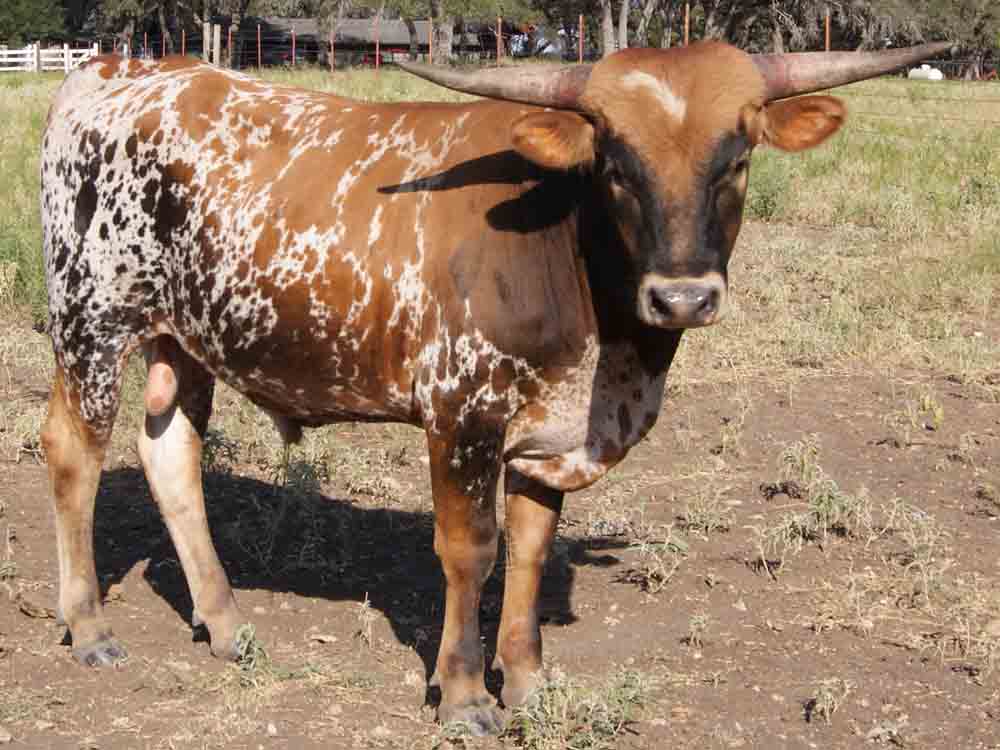 Texas Champ (2011)